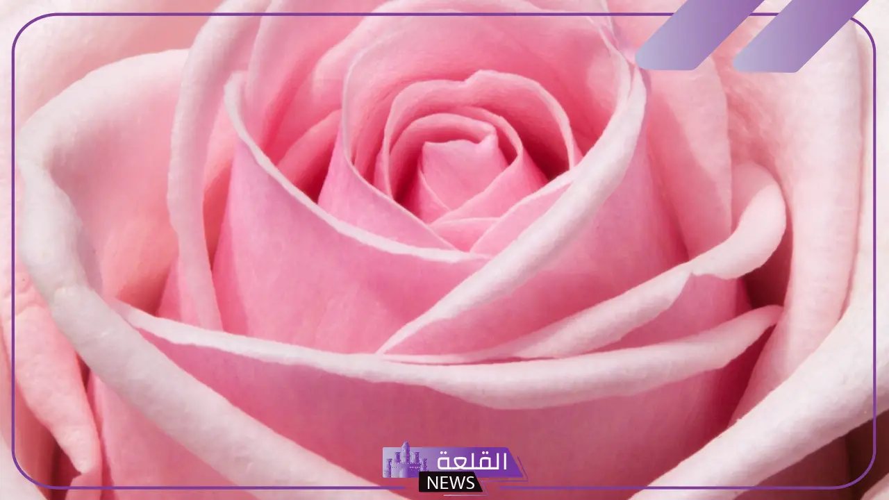 تفسير حلم رؤية اللون الوردي في المنام لابن سيرين 6 اللون الوردي للمتزوجة