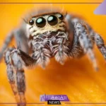 رمز العنكبوت في المنام للعزباء والمتزوجة لابن سيرين