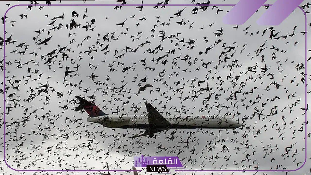 سرب طيور وراء الحادث.. تحطم طائرة أذرية على متنها 72 راكب 5 سرب طيور وراء الحادث.. تحطم طائرة أذرية على متنها 72 راكب
