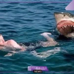 بسبب هجوم سمك القرِش.. وفاة سائح ووزارة البيئة تتابع الحادث بشمال مرسى علم