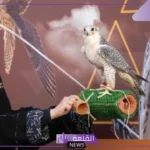لا يفوتك.. الصقارات السعوديات بمظهر رائع في مهرجان الملك عبد العزيز للصقور 2024