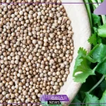 هذا ما يحدث لجسمك.. فوائد شرب الكزبرة قبل النوم يوميًا
