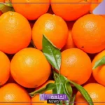 تفسير حلم اكل البرتقال في المنام وعلاقته بالنجاح لابن سيرين 