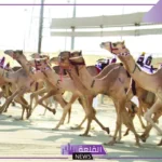 لا يفوتك.. قصة هجوم الذئب على أحد المشاركين بمهرجان المؤسس