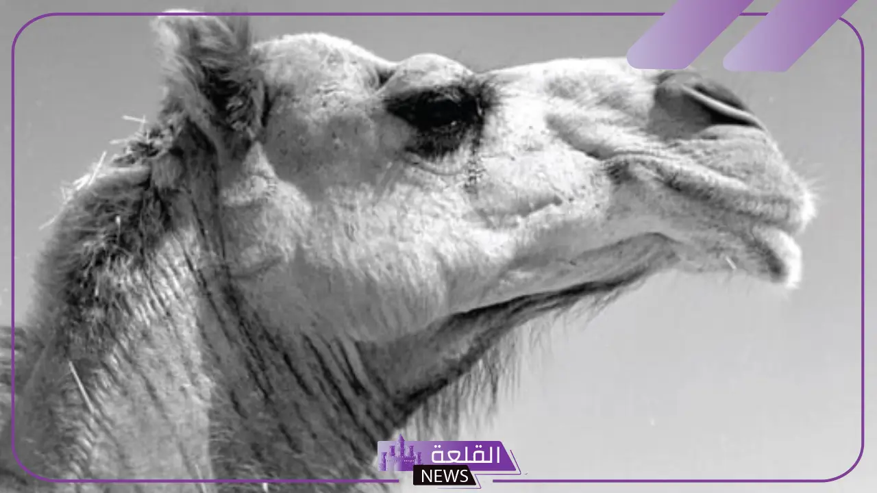 شاهد.. دارة الملك عبد العزيز تنشر صور نادرة للإبل يعود تاريخها إلى 1947 5 دارة الملك عبد العزيز تنشر صور نادرة للإبل