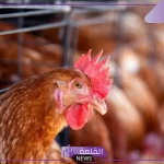 مع بداية 1 يناير.. آلية حديدة لنقل الدواجن الحياة في السعودية بين المناطق