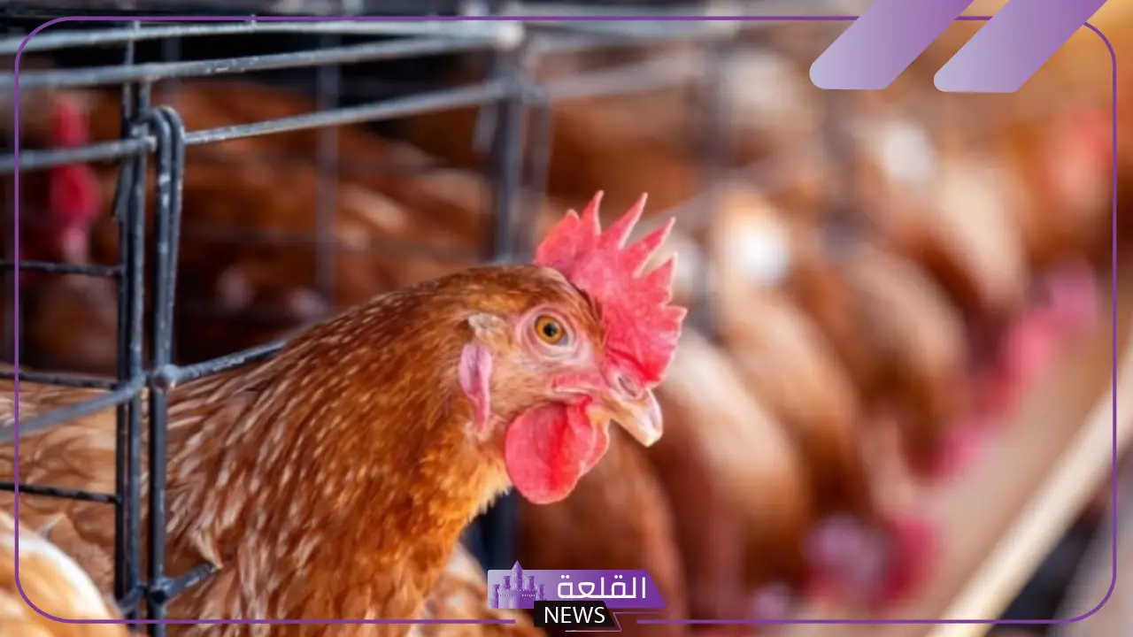 مع بداية 1 يناير.. آلية حديدة لنقل الدواجن الحياة في السعودية بين المناطق