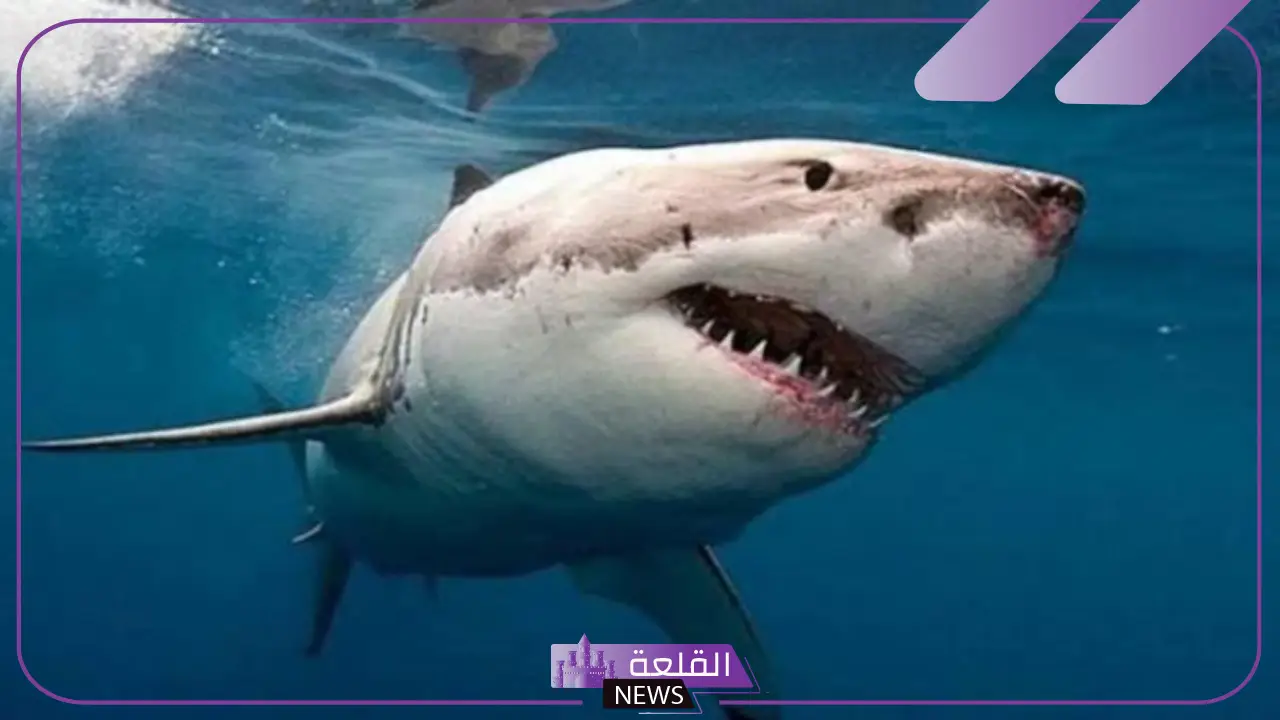 بسبب هجوم سمك القرِش.. وفاة سائح ووزارة البيئة تتابع الحادث بشمال مرسى علم 5 سمكة قرض تهجم على سائحين
