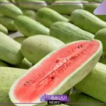 أفضل أنواع البطيخ في السعودية وأشهر المواصفات