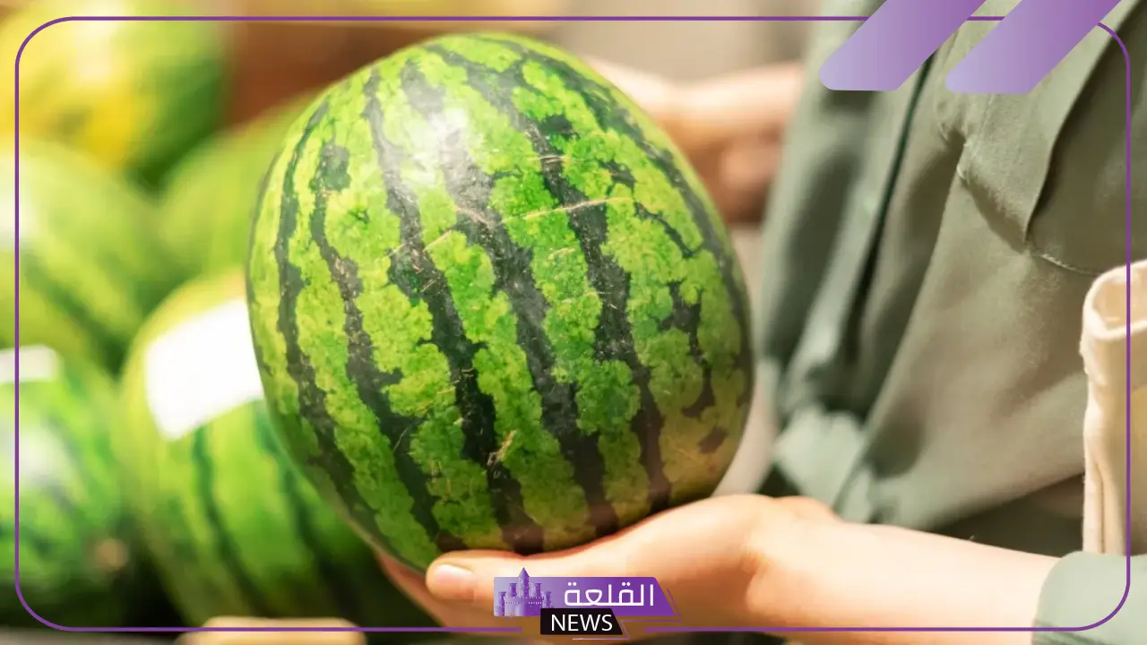 أفضل أنواع البطيخ في السعودية وأشهر المواصفات 5 رحلة في عالم البطيخ