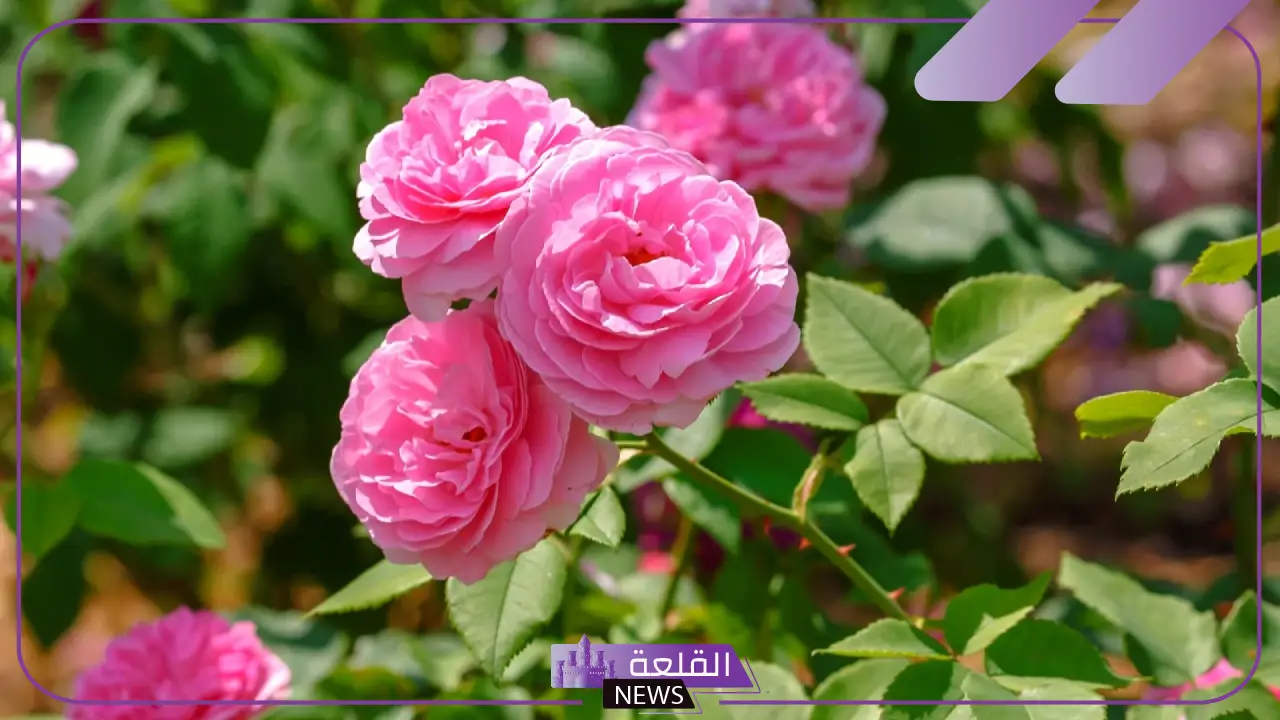اجمل وردة حب رومانسية إهداء تويتر 2025 6 اجمل وردة حب للحبيب