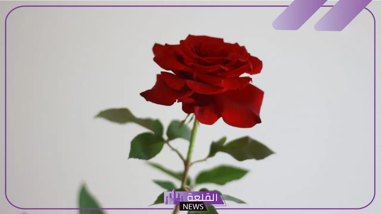 اجمل وردة حب رومانسية إهداء تويتر 2025 5 تنسيقات ورود الحب