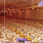 استثمارات وشراكات.. السعودية تسعى لتكون في طليعة العالم بإنتاج الدواجن على مستوى العالم