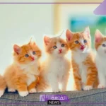 اسماء قطط كيوت للذكور والإناث جديدة جميلة 2025