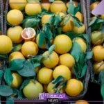 شاهد.. مهرجان الحمضيات التاسع يسجل رقم قياسي بحضور 70 ألف زائر وأكثر