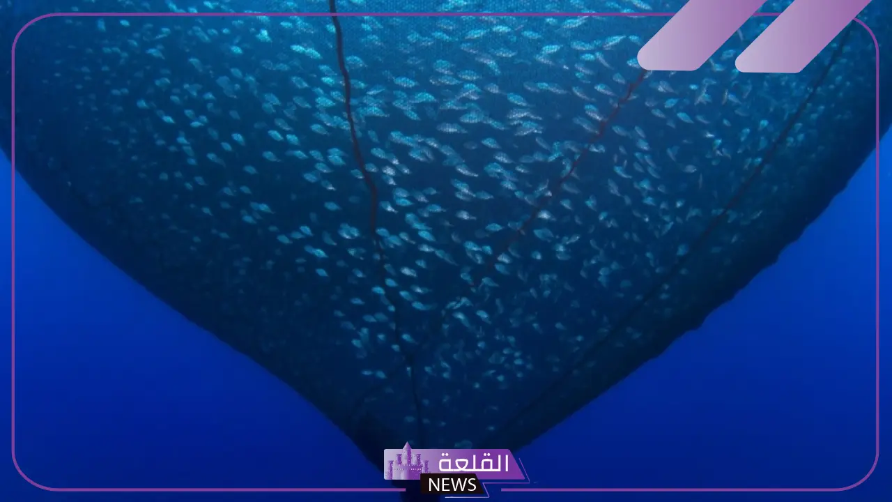 شاهد.. إنتاج 1400 طن من البلطي في المنطقة الشرقية 5 إنتاج 1400 طن من أسماك البلطي بالمنطقة الشرقية