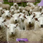 رسميًًا.. السعودية تقرر استئناف استيراد الأغنام من رومانيا مرة أخرى