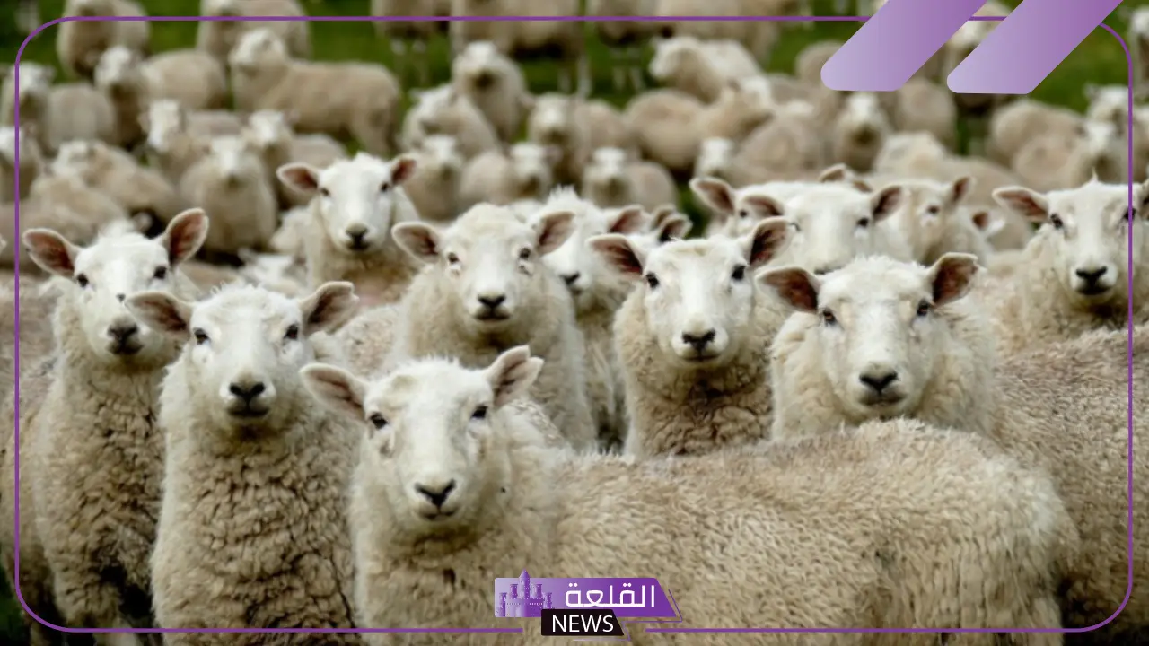 رسميًًا.. السعودية تقرر استئناف استيراد الأغنام من رومانيا مرة أخرى
