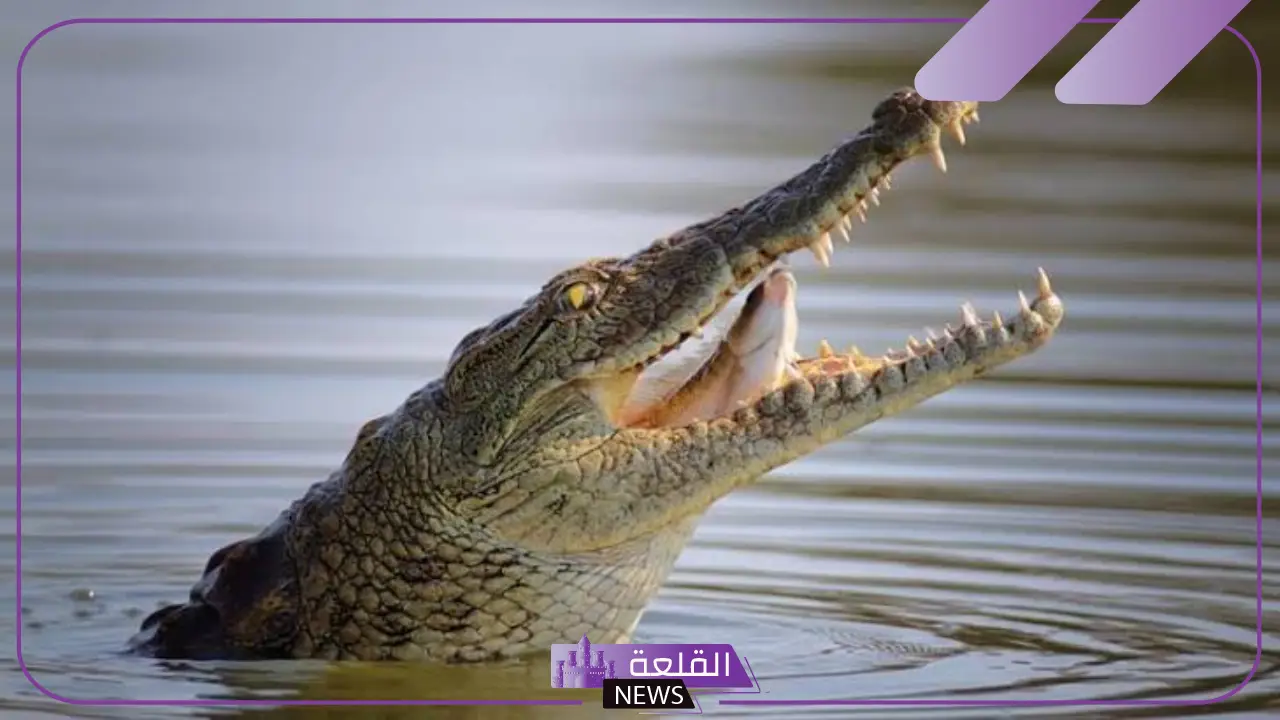 تفسير حلم التماسيح في المنام ورؤيتها لابن سيرين 5 دلالات رؤية التمساح في المنام