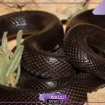 تفسير حلم الثعبان الاسود في المنام ولدغته لابن سيرين