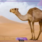 تفسير حلم الجمل يلاحقني في المنام ويطاردني لابن سيرين