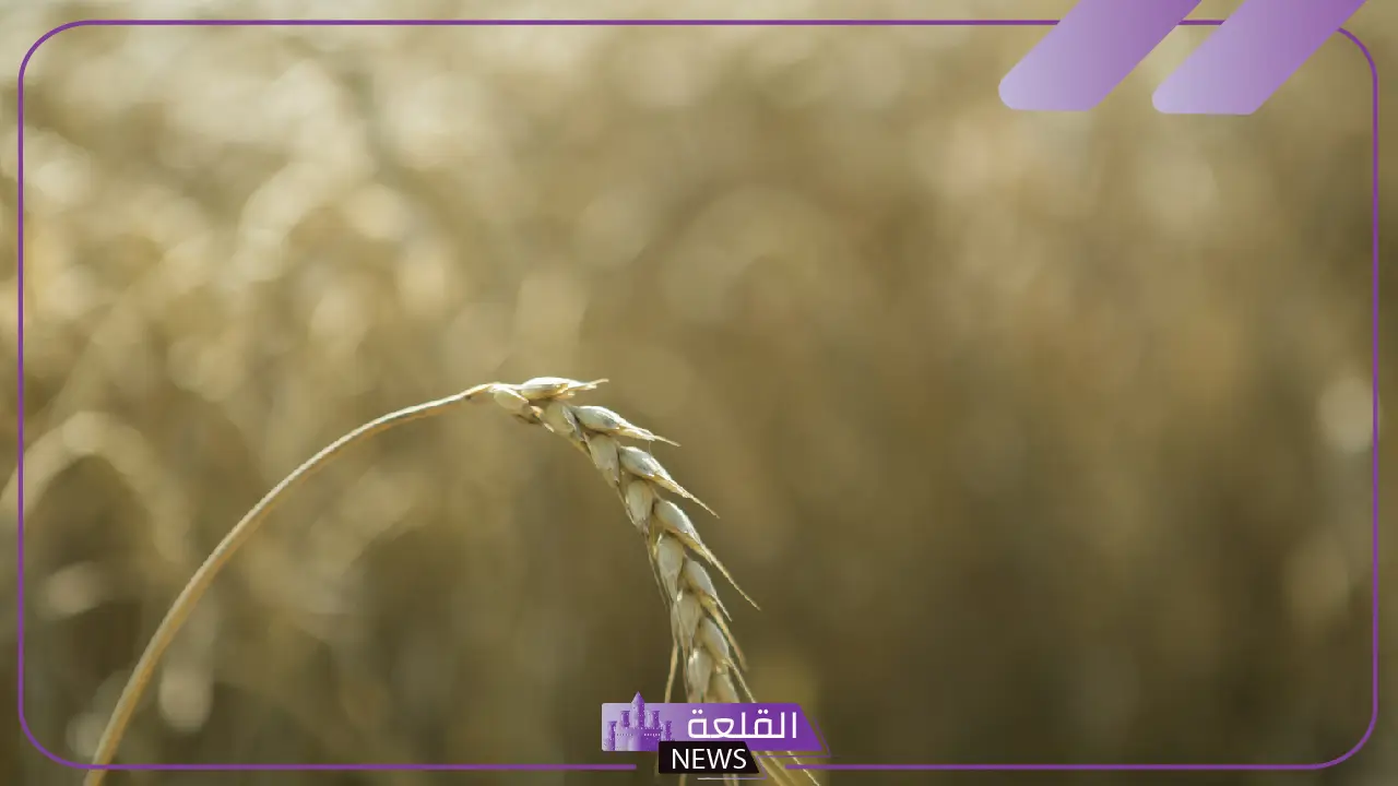 شاهد.. دولة عربية على القائمة.. روسيا تصدر كمية قياسية من الحبوب خلال العام الماضي 2024 5 تقرير رسمي.. حجم صادرات الحبوب الروسية يسجل رقمًا تاريخيًا في 2024