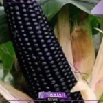 شاهد المكتسبات.. مصر تبدأ زراعة الذرة السوداء “الأغلى”