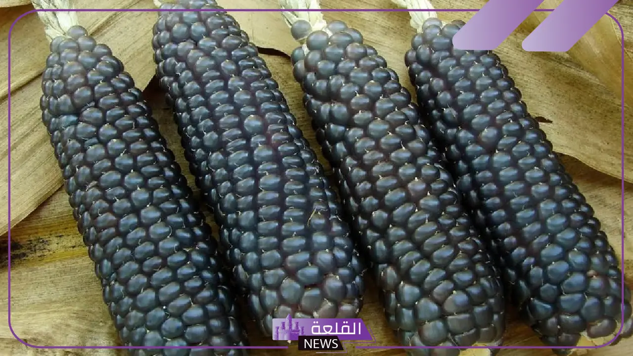 شاهد المكتسبات.. مصر تبدأ زراعة الذرة السوداء "الأغلى" 5 مصر تخطو نحو المستقبل بزراعة الذرة السوداء الأغلى في العالم
