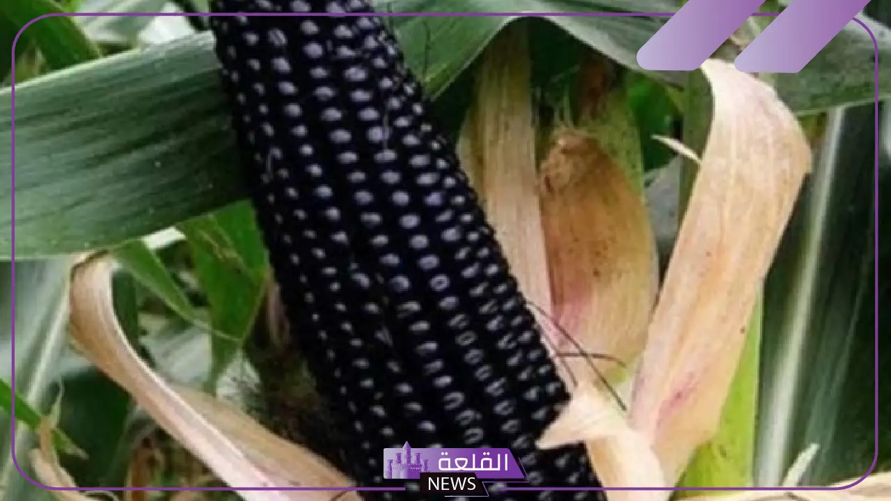 شاهد المكتسبات.. مصر تبدأ زراعة الذرة السوداء “الأغلى”