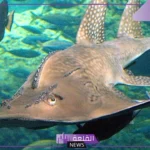 شاهد.. صياد يتمكن من العثور على سمكة نادرة مهددة بالانقراض في السعودية