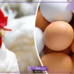بعد الانخفاض الأخير.. أسعار الفراخ والبيض اليوم السبت 11 يناير 2025