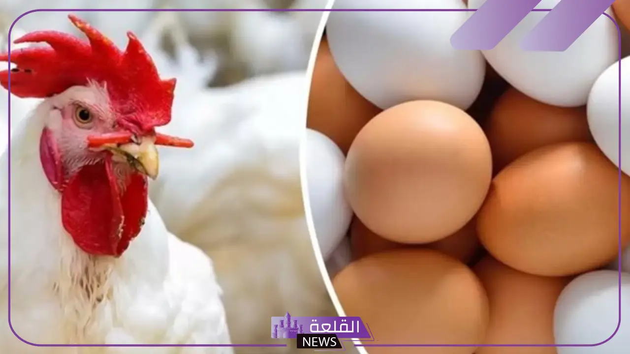 بعد الانخفاض الأخير.. أسعار الفراخ والبيض اليوم السبت 11 يناير 2025 1 بعد الانخفاض الأخير.. أسعار الفراخ والبيض اليوم السبت 11 يناير 2025