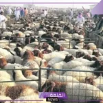 لتحقيق العدالة.. بدء تطبيق بيع المواشي الحية بالوزن في السعودية