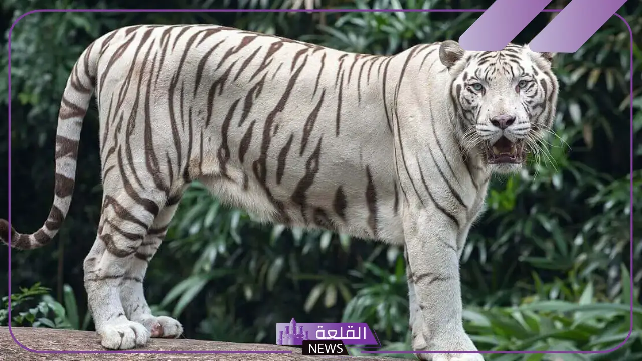 تفسير حلم رؤية النمر الابيض في المنام والهروب منه لابن سيرين 5 الهروب من النمر بالمنام