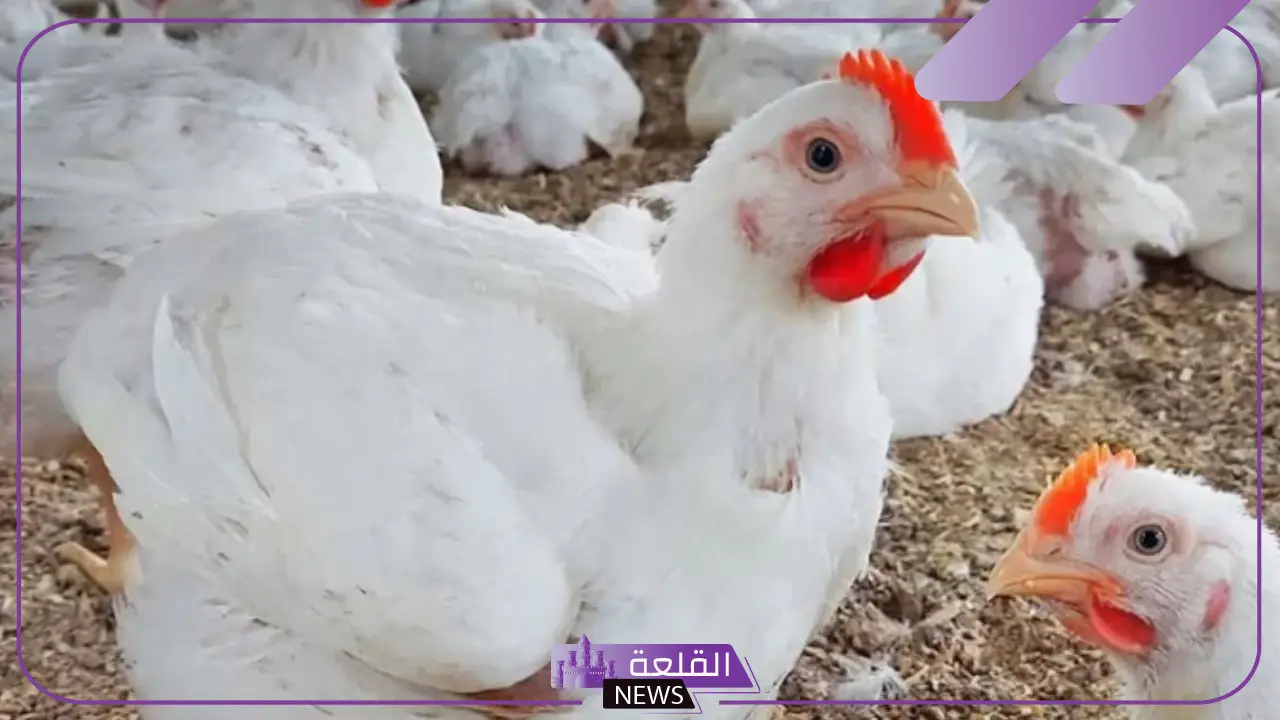 بكم الكيلو؟ أسعار الفراخ اليوم الثلاثاء 14 يناير 2025 في مصر 5 أسعار الفراخ اليوم الثلاثاء في مصر