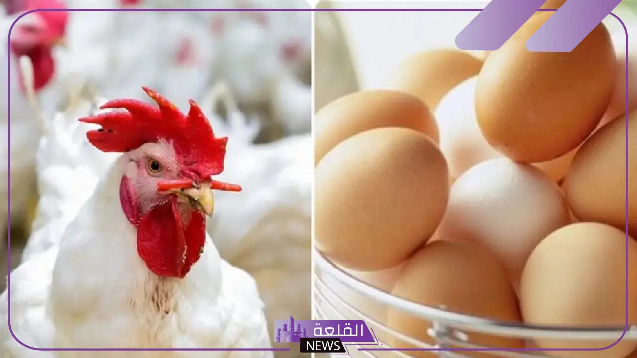بورصة الدواجن.. سعر الكتكوت الأبيض وأسعار الفراخ والبيض اليوم الثلاثاء 7 يناير 2025 5 أسعار الدواجن اليوم.. الكتكوت الأبيض والفراخ والبيض يشهدون تغييرات جديدة