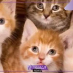 رمز بول القطط في المنام وفقًا لابن سيرين