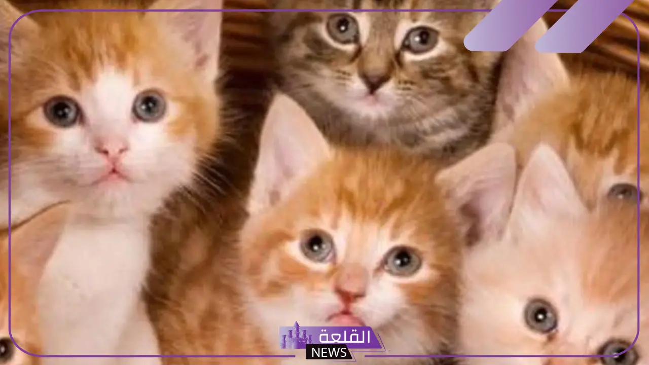 رمز بول القطط في المنام وفقًا لابن سيرين