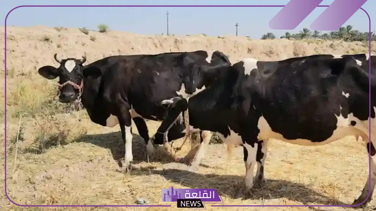 لتحقيق العدالة.. بدء تطبيق بيع المواشي الحية بالوزن في السعودية 5 ضبط أسعار بيع المواشي في أسواق النفع