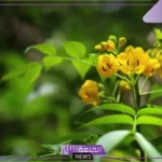 تجربتي مع السنامكي للقولون العصبي والنتيجة 