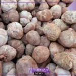 تعرف على التفاصيل.. لماذا يتم تشديد الرقابة في السعودية على قطف الكمأ؟
