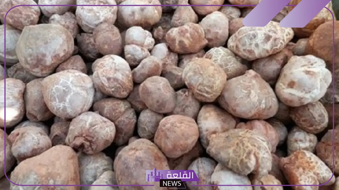 تعرف على التفاصيل.. لماذا يتم تشديد الرقابة في السعودية على قطف الكمأ؟