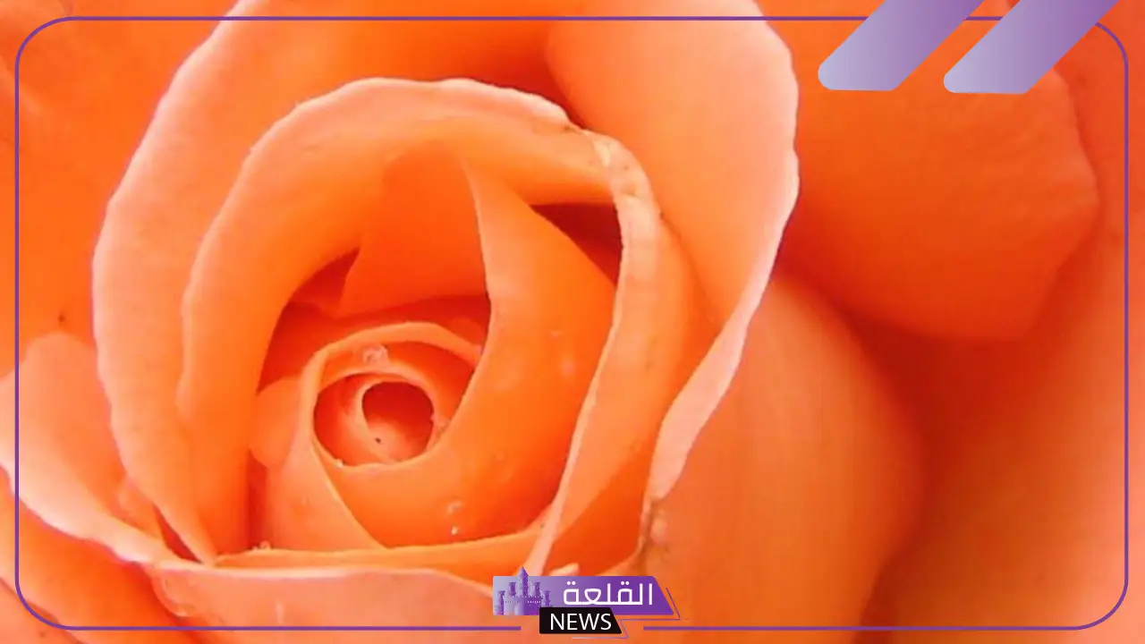 ما هو تفسير اللون البرتقالي في الحلم وفقًا لابن سيرين والنابلسي 6 معنى اللون البرتقالي في المنام