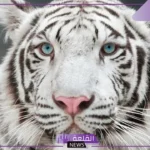 تفسير حلم رؤية النمر الابيض في المنام والهروب منه لابن سيرين