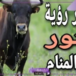 تفسير حلم الثور يطاردني في المنام للعزباء والمتزوجة لابن سيرين