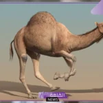 تفسير حلم جمل هائج في المنام والركض منه لابن سيرين