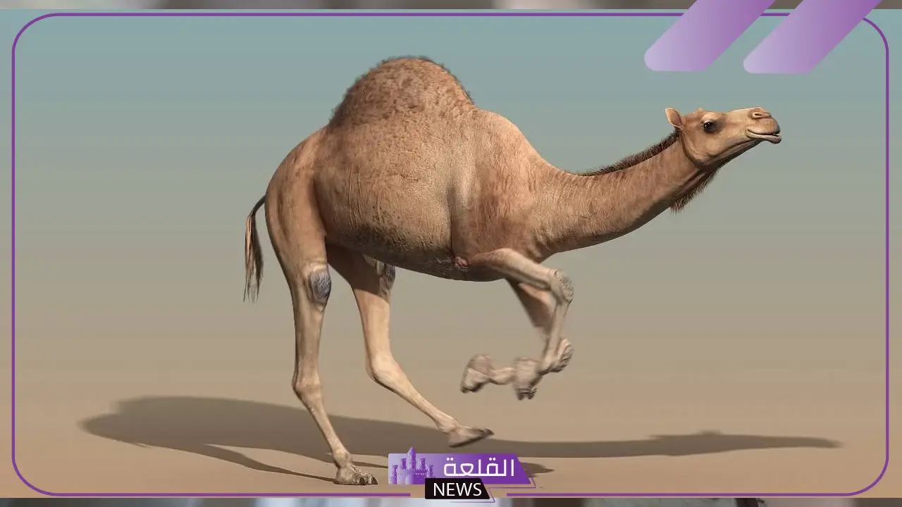 تفسير حلم جمل هائج في المنام والركض منه لابن سيرين
