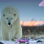 تفسير حلم الدب الأبيض في المنام لابن سيرين