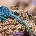 تفسير حلم السحليه في المنام ورؤيتها لابن سيرين