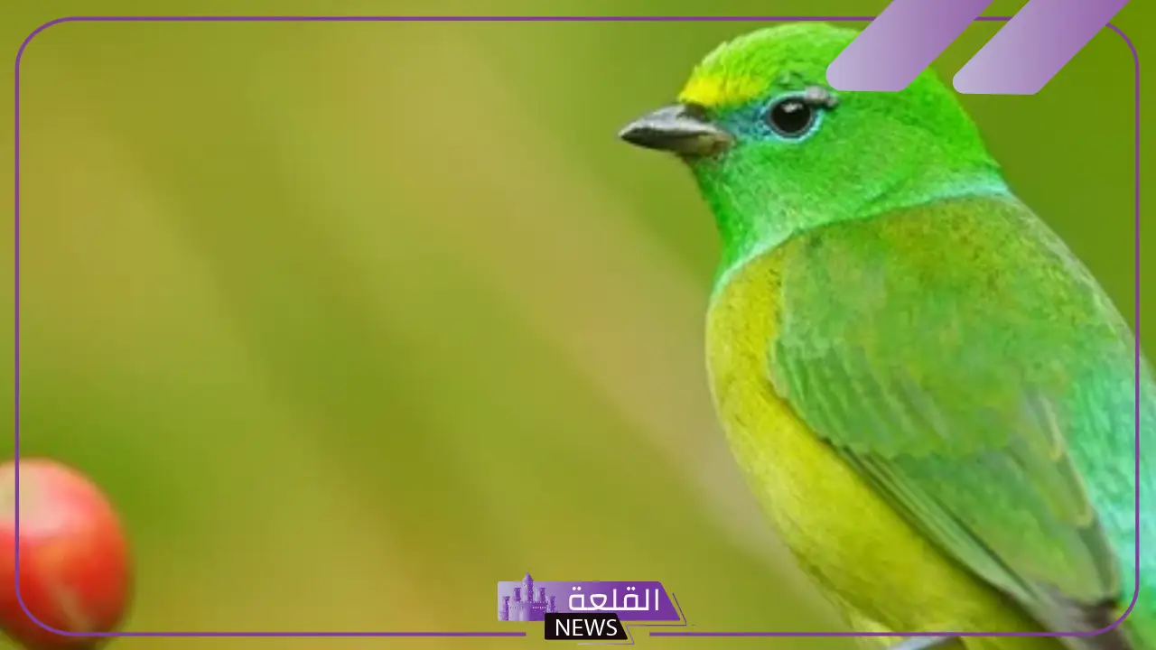 تفسير حلم العصفور في اليد للمرأة والرجل ورمزه لابن سيرين 6 معنى حلم العصفور في اليد للرجل في المنام